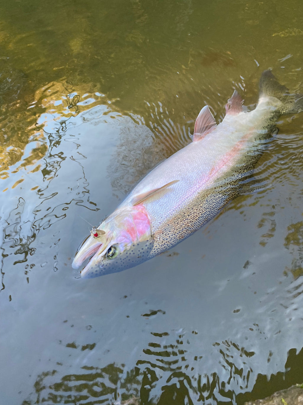 Skirt Spins Series Spinners