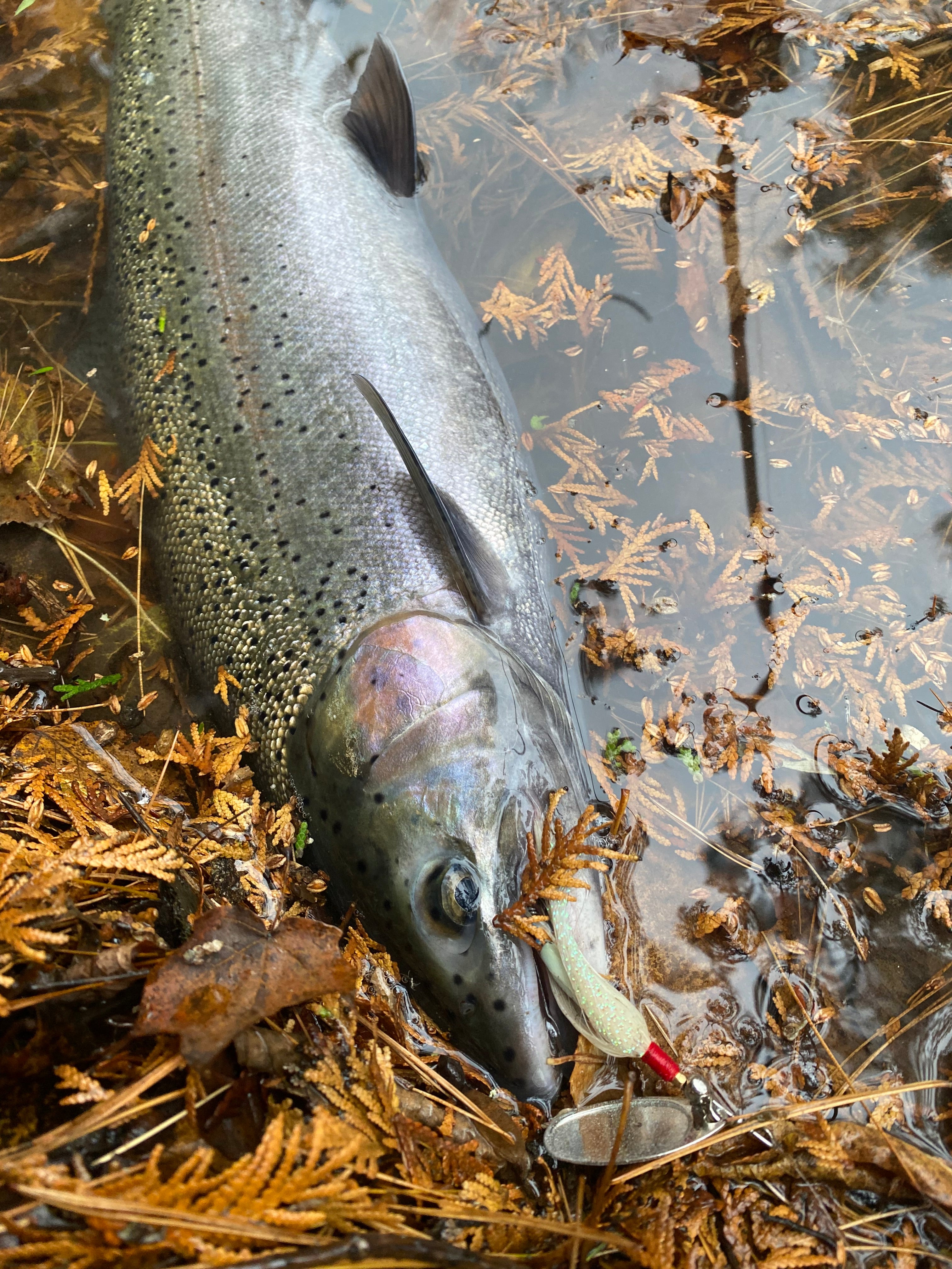 Skirt Spins Series Spinners